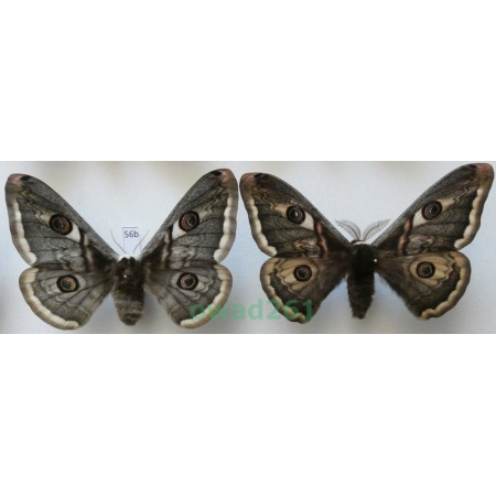 Hybrid Saturnia pyri + Saturnia pavonia pair ex. ovo Czech 87,90mm56b